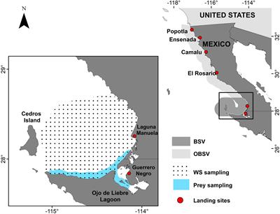 Stable Isotope Analysis of Juvenile White Sharks Inside a Nursery Area Reveals Foraging in Demersal-Inshore Habitats and Trophic Overlap With Sympatric Sharks